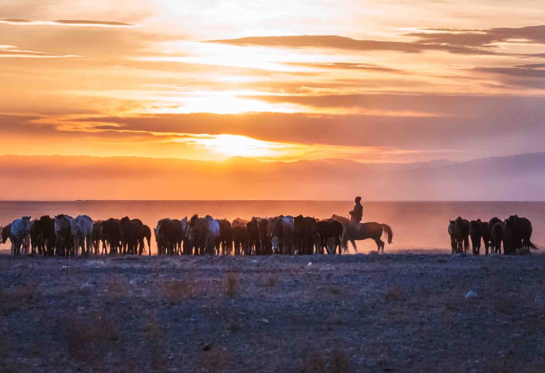 nomadi mongoli con gregge al pascolo - Viaggio solo andata